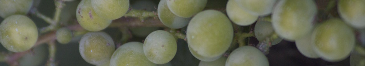 WhiteWineGrapes